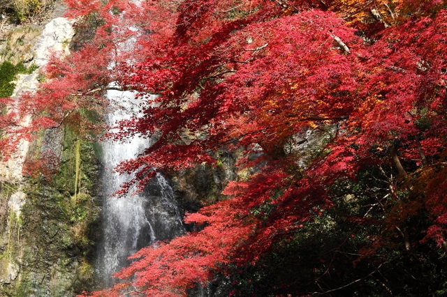 たな缶ツアー 大阪の紅葉満喫 箕面の大滝 と 万博記念公園 そして太陽の塔 内部公開 へ 田辺観光バス Traffic Confort